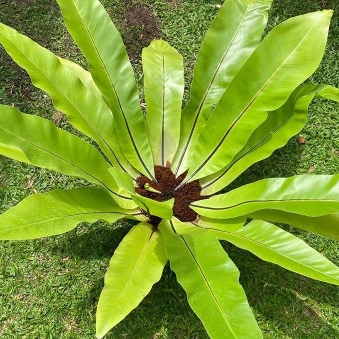 Bird Nest Fern
